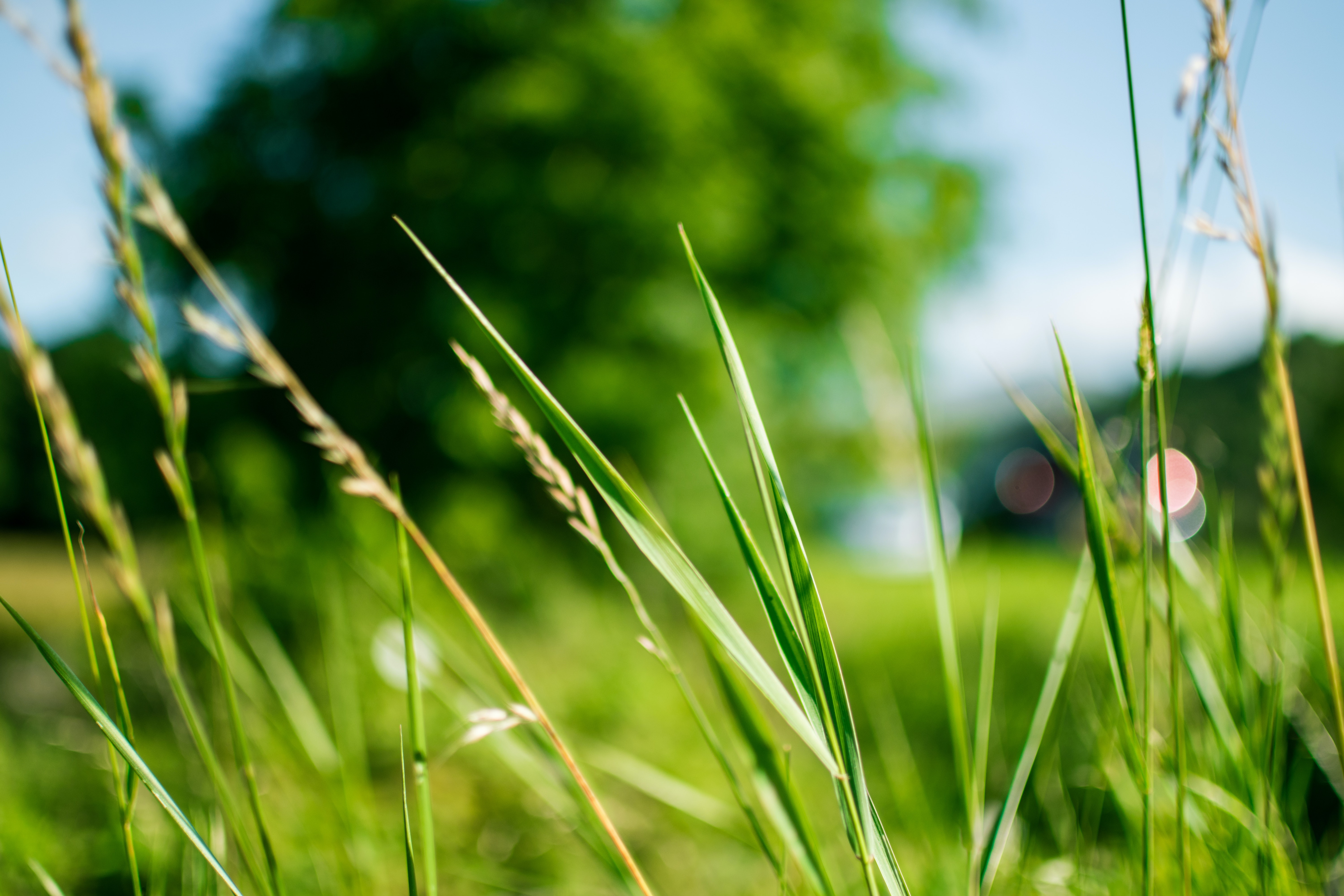 Group-Biodiversit - de quoi parle-t-on green-grass-during-daytime-in-focus-photography-167570.jpg