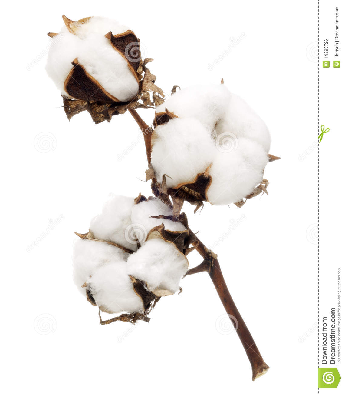 Item-Coton fleur-de-coton-19795726.jpg