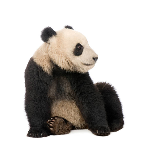 D couvrir une esp ce menac e - le panda Panda.jpg