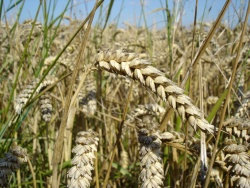 Item-Blé 250px-Wheat.jpg