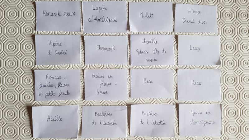 Fichier:Concurrents ou associ s dans le milieu terrestre tape 2 bis.jpg