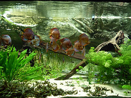 Item-Aquarium 260px-Symphysodon.jpg