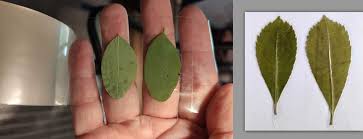 Observer et jouer avec un microscope USB images 1 .jpeg