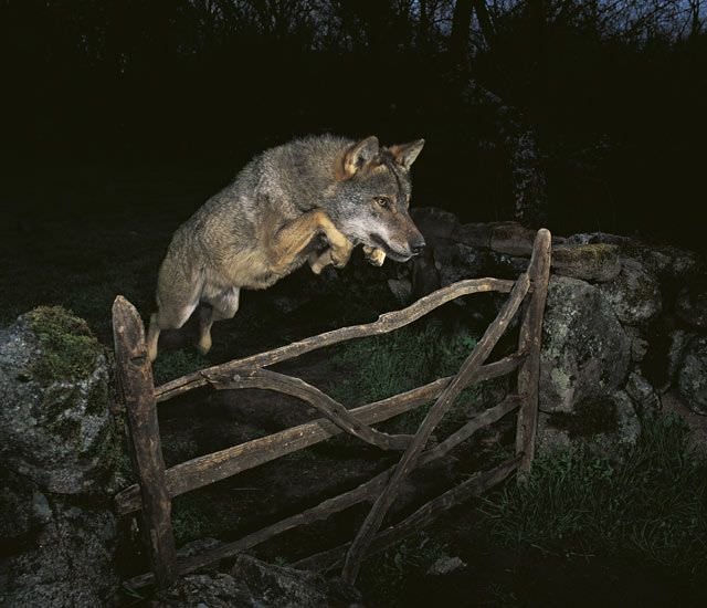 Chasse aux infox info gagnant concours photo loup apprivoise .jpg