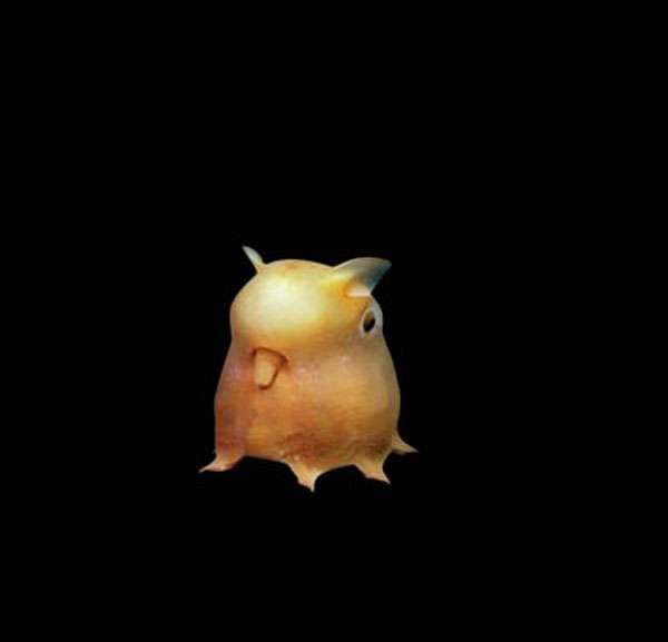 Poulpe Dumbo, Grimpotheutys,MBARI, 1999