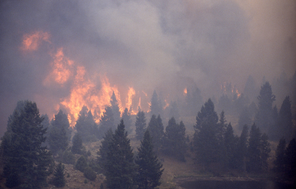 Le récjauffement climatique augmente le nombre et l'intensité des feux de forêts.