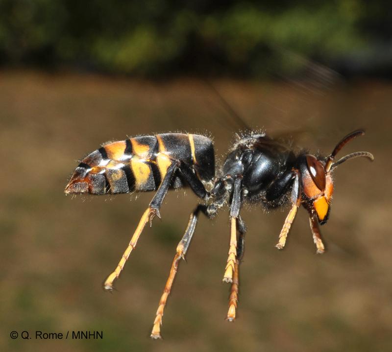Questions-r ponses sur les insectes pollinisateurs frelon.jpg