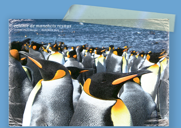 Tous semblables mais tous differents manchots.png