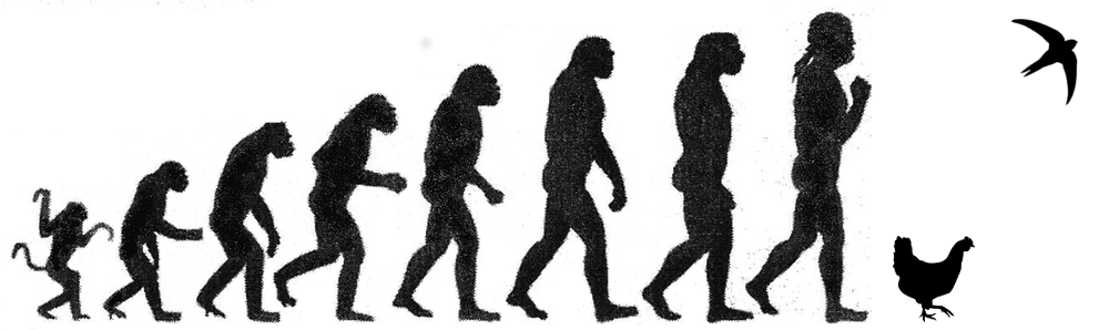 La marche du progrès revisitée avec une poule et un martinet