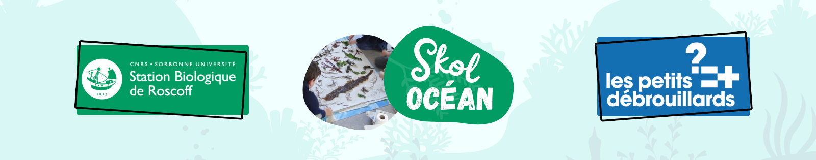 Group-Skol Ocean Decouvrir les algues Banni re.png