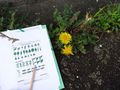 S initier aux sciences participatives en ville Observation feuilles-red.jpg