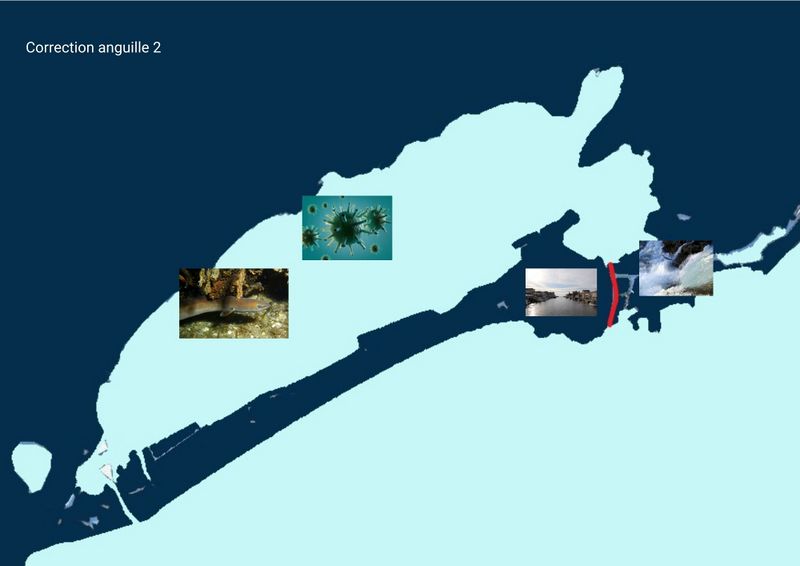 Fichier:Routes et migrations Correction anguille 2.jpg
