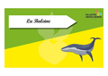 Time s up des esp ces du littoral La baleine.png