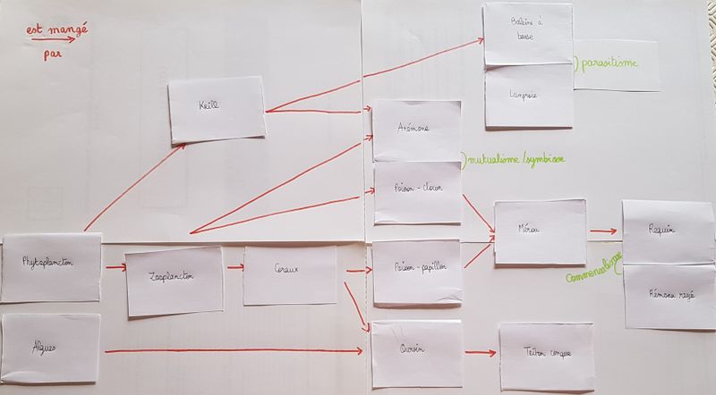 Concurrents ou associ s dans le milieu marin R seau trophique - r ponse 2.jpg