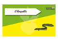 Time s up des esp ces du littoral L anguille.png