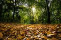 D composition d une feuille au sol joran-quinten-i55z7yHmRek-unsplash.jpg