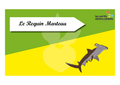 Time s up des esp ces du littoral Le requin marteau.png