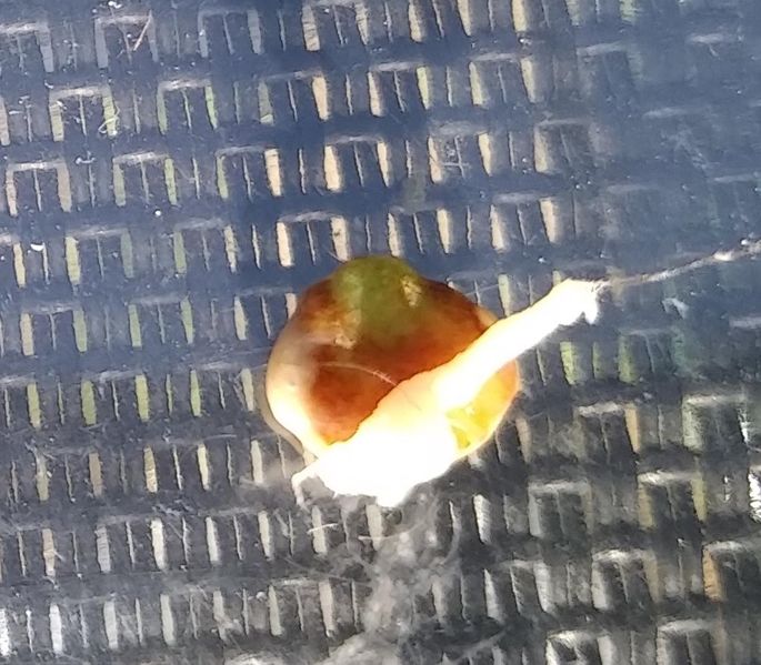 Fichier:Mini-serre de fen tre IMG 20200422 163407406.jpg