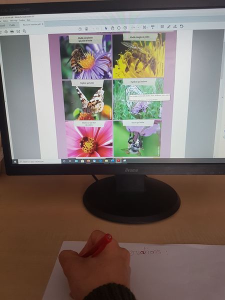 Fichier:Fleurs et insectes pollinisateurs 104295220 3375482459149644 2128942979871786410 n.jpg