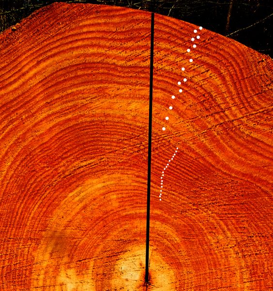 Fichier:Calculer l ge d un arbre Artboard 11.jpg