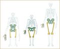 Marche comme l australopith que Bipedalism.jpg