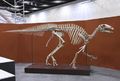 Frise chronologique de la vie des dinosaures 63.Squelette Iguanodon - Copie.jpg