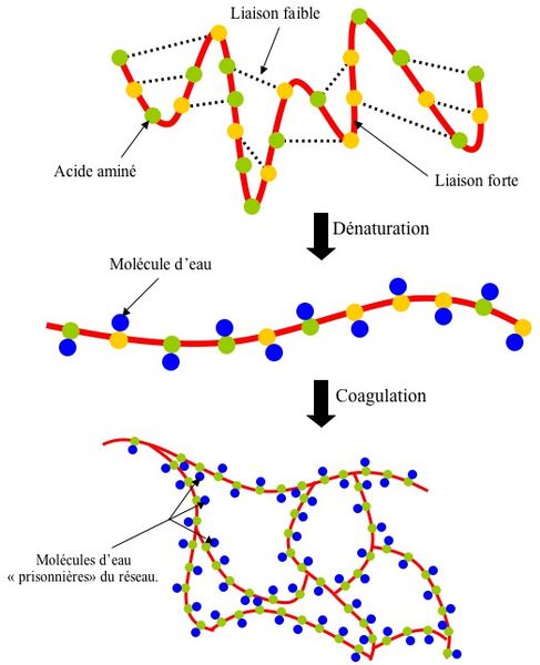 Fichier:Ramollir un oeuf Coagulationoeuf.jpg