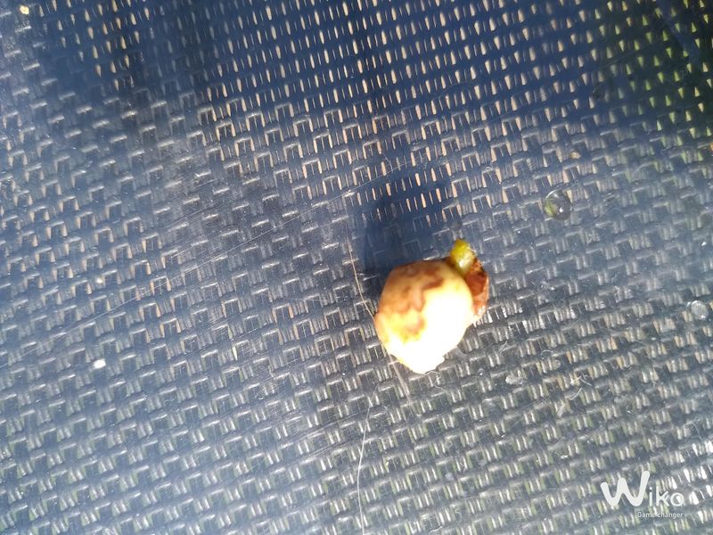 Fichier:Mini-serre de fen tre IMG 20200422 163428292.jpg