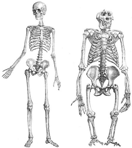 Squelettes homme et gorille
