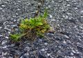 S initier aux sciences participatives en ville crack-on-asphalt-PublicDomain-recadred.jpg