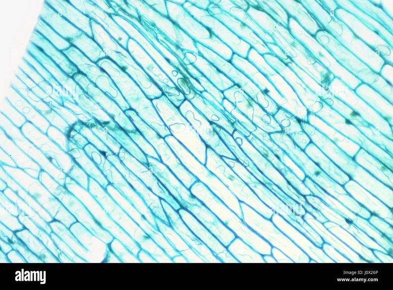 Observer et jouer avec un microscope USB le-monde-microscopique-l-epiderme-d-oignon-avec-les-cellules-j0x26p.jpg