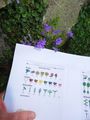 S initier aux sciences participatives en ville Observation fleur2-red.jpg