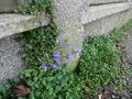 S initier aux sciences participatives en ville Plantes de murets-red.JPG