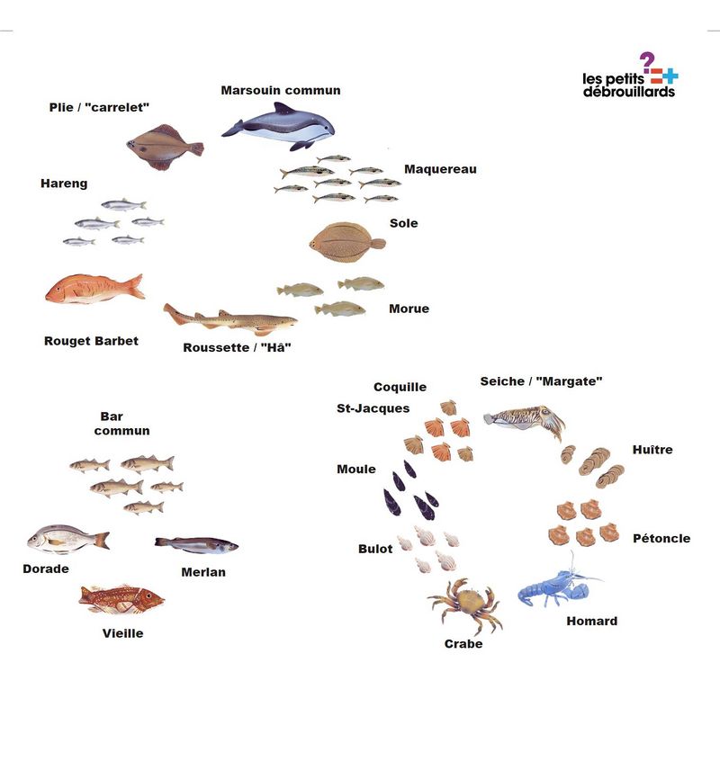 Ressources halieutiques la colonne d eau noms image.jpg