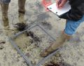 S initier aux sciences participatives sur le littoral SortieEstran-13red.JPG