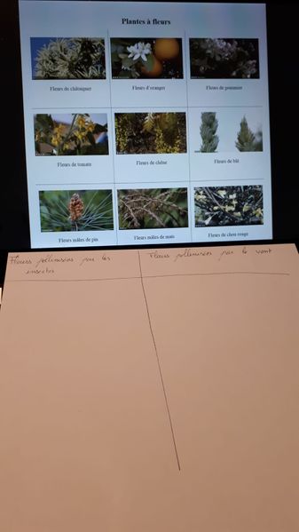 Fichier:A quoi servent les fleurs - Comment leur pollen est-il transport 6. A quoi servent les fleurs.jpg