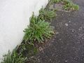 S initier aux sciences participatives en ville Plantes fissures de bitume-red.JPG