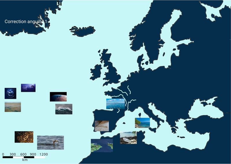 Fichier:Routes et migrations Correction anguille 1.jpg