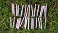 Plantes au secours du sol et des dunes Plantes au secours du sol et des dunes tape 2-4.jpg