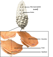 Structure de strobile