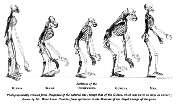 Squelettes homme et grands singes