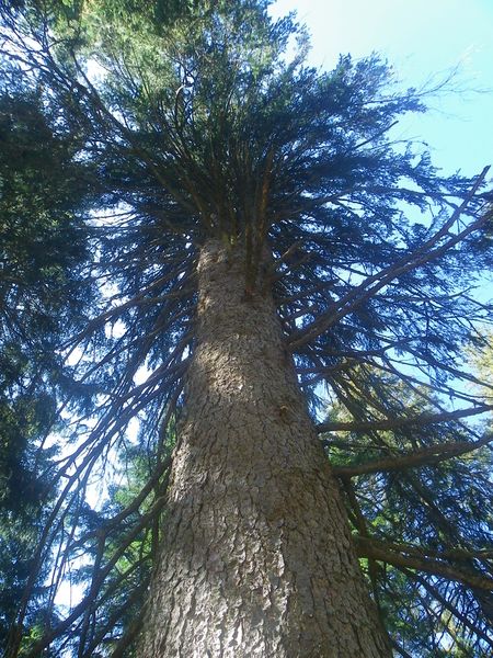 Fichier:Dessine moi un arbre IMGP0105.JPG