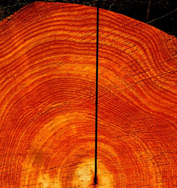 Fichier:Calculer l ge d un arbre Artboard 12.jpg