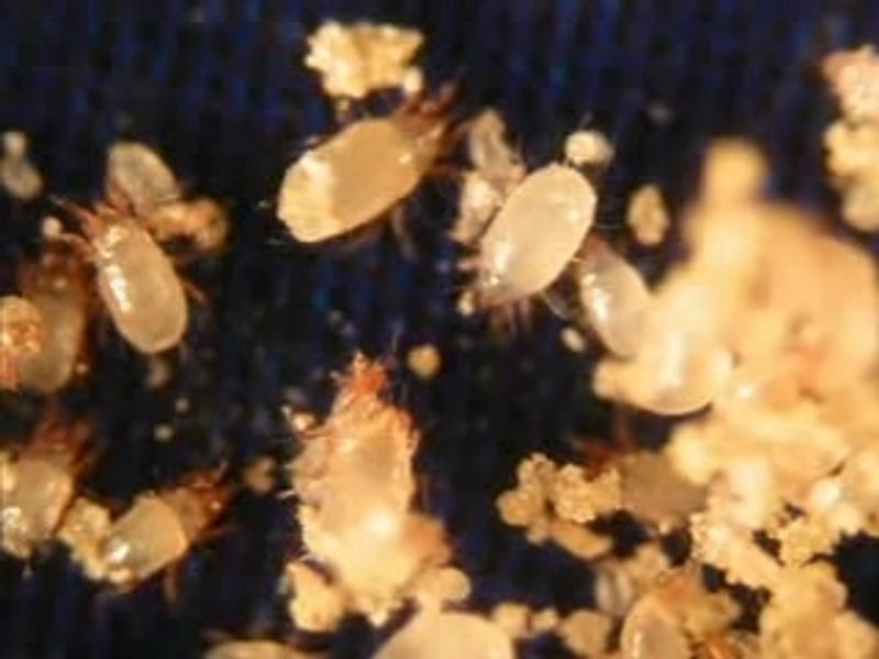 Observer et jouer avec un microscope USB x1080.jpeg