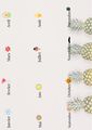 Quiz sur les saisons Calendrier-des-l gumes-et-fruit.jpeg