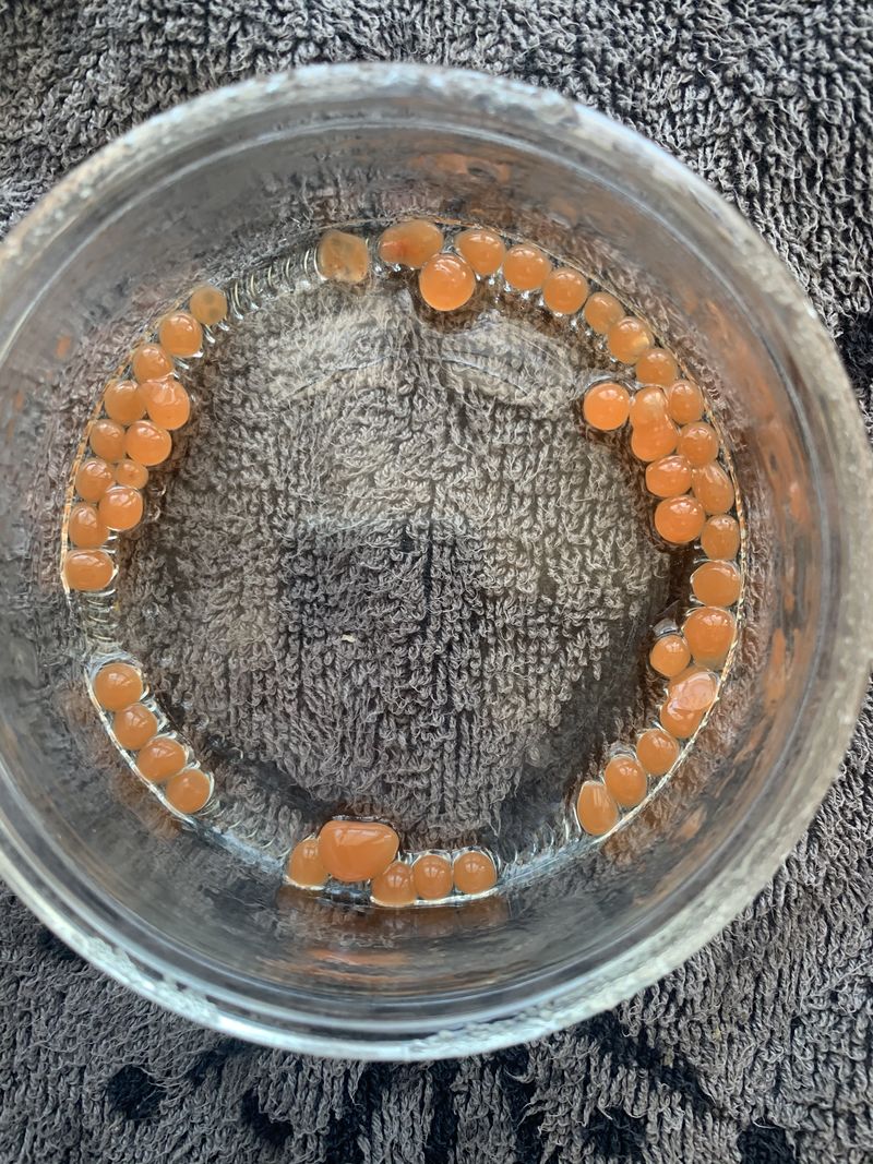 Caviar de ketchup image00004.jpeg