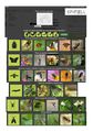 S initier aux sciences participatives la campagne Spipoll categories insectes.jpg