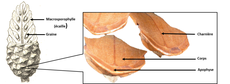 Fichier:Pomme de pin- ouverture et fermeture Schema strobile.png