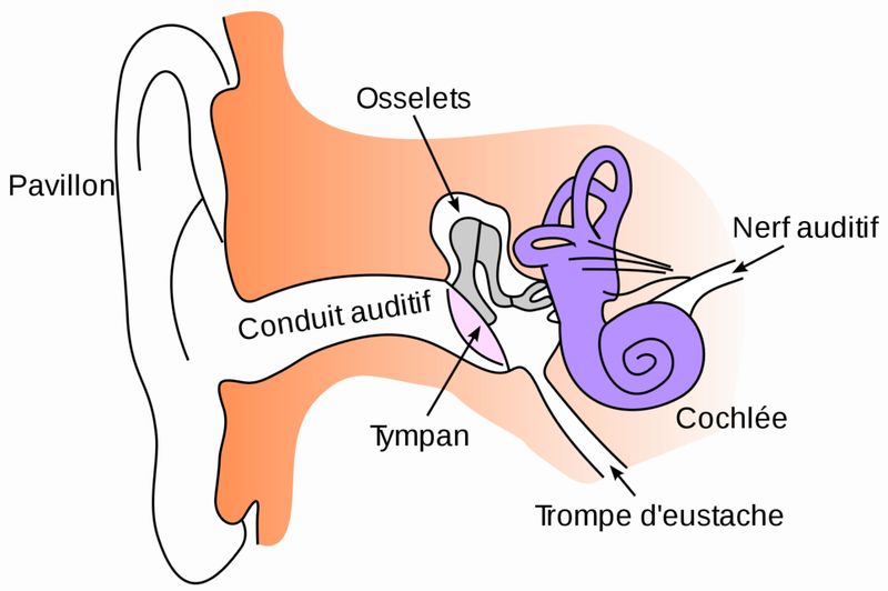 Fichier:Group-Transmission du son Schema-Oreille.jpg