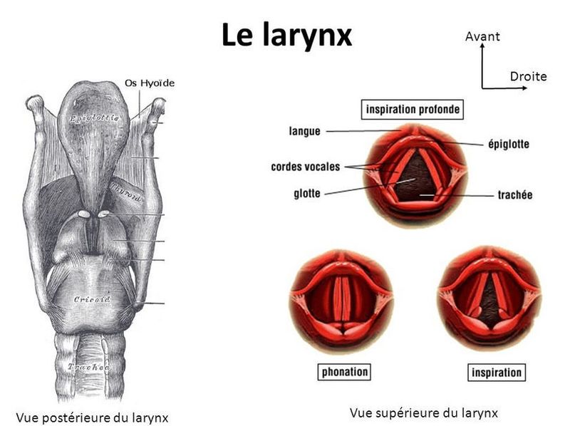 Fichier:Group-La naissance du son Vue-posterieure-du-larynx-et-des-cordes-vocales-dans-differents-etats-source-http.jpg